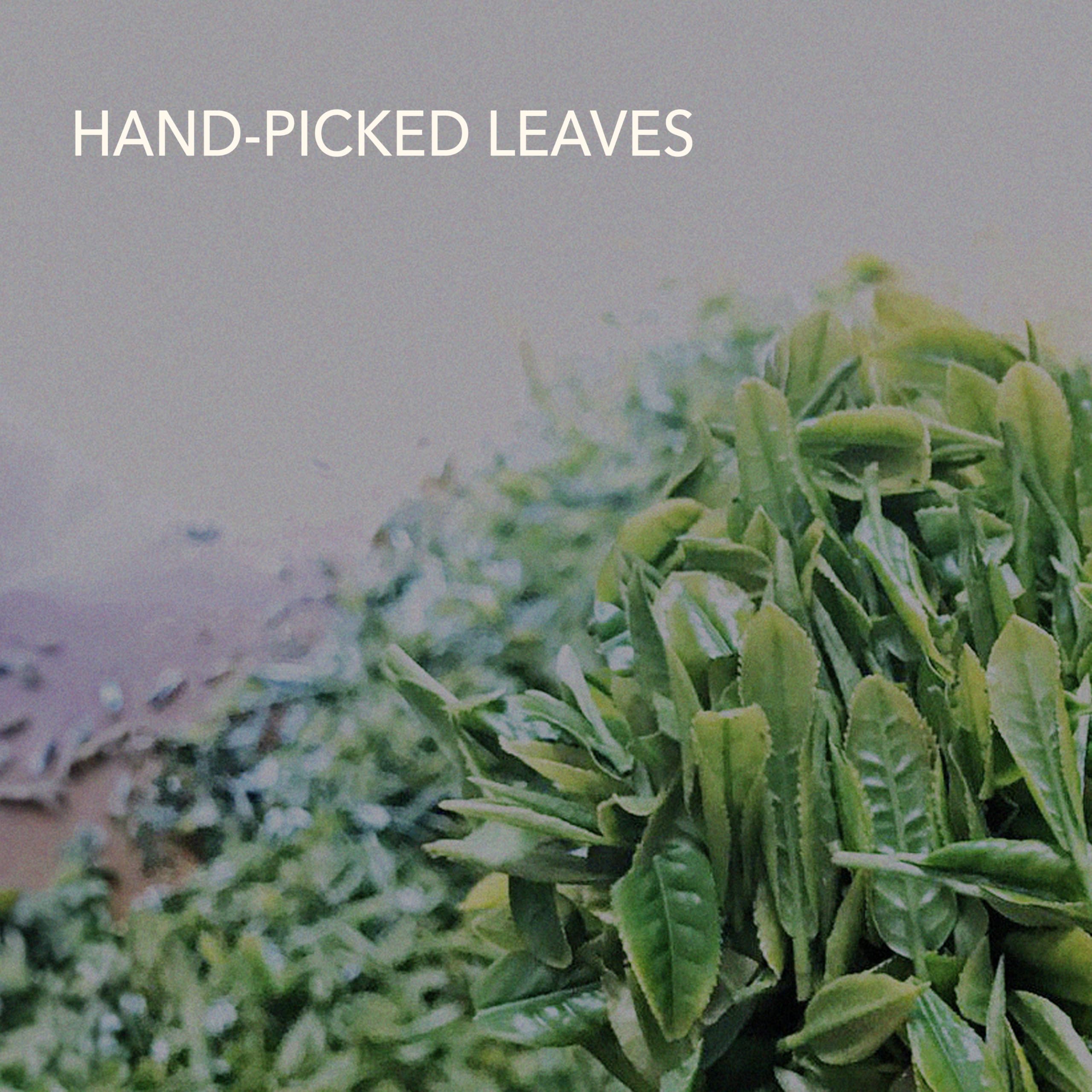 Japanese Sencha Green Tea Loose Leaf 3.5 oz